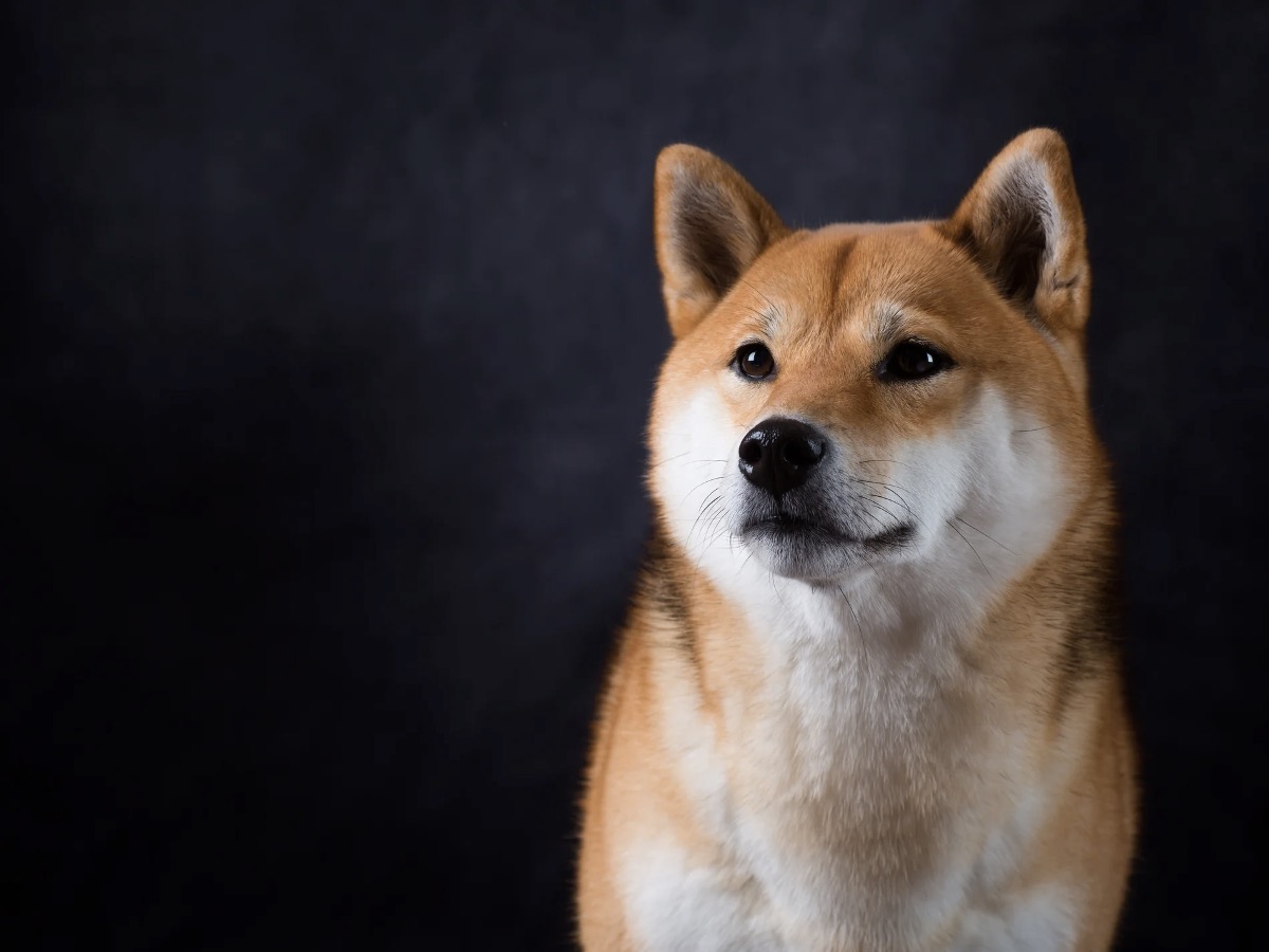 Crypto Bulls See Shiba Inu Price Taking Off Despite Recent Slump